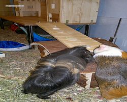 Meerschweinchen - nagerbu.de - Garfield & Krümel