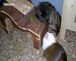 Meerschweinchen - nagerbu.de - Garfield & Krümel