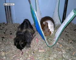 Meerschweinchen - nagerbu.de - Garfield & Krümel