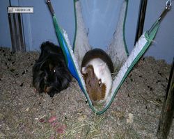 Meerschweinchen - nagerbu.de - Garfield & Krümel