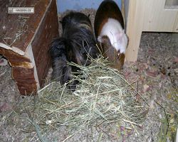 Meerschweinchen - nagerbu.de - Garfield & Krümel