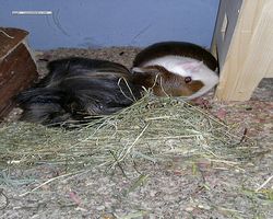 Meerschweinchen - nagerbu.de - Garfield & Krümel