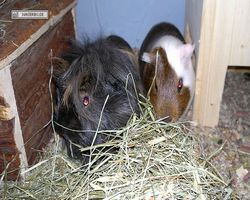 Meerschweinchen - nagerbu.de - Garfield & Krümel