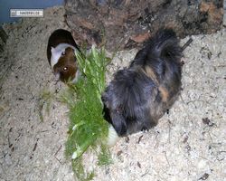 Meerschweinchen - nagerbu.de - Garfield & Krümel