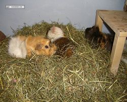 Meerschweinchen - nagerbu.de - Garfield, Krümel & Struppi