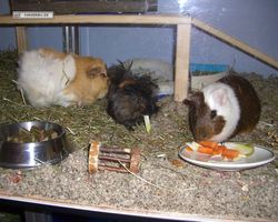 Meerschweinchen - nagerbu.de - Garfield, Krümel & Struppi