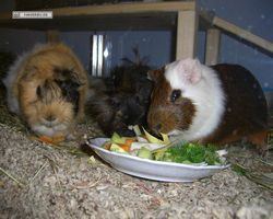 Meerschweinchen - nagerbu.de - Garfield, Krümel & Struppi