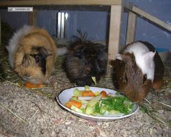 Meerschweinchen - nagerbu.de - Garfield, Krümel & Struppi