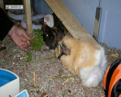 Meerschweinchen - nagerbu.de - Garfield, Krümel & Struppi