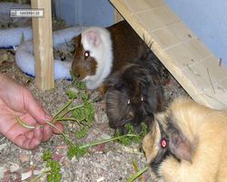Meerschweinchen - nagerbu.de - Garfield, Krümel & Struppi