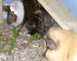 Meerschweinchen - nagerbu.de - Garfield, Krümel & Struppi