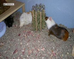 Meerschweinchen - nagerbu.de - Garfield, Krümel & Struppi