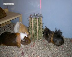 Meerschweinchen - nagerbu.de - Garfield, Krümel & Struppi