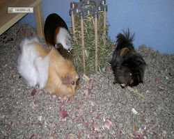 Meerschweinchen - nagerbu.de - Garfield, Krümel & Struppi