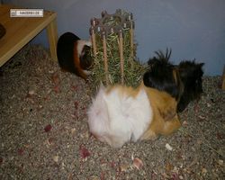 Meerschweinchen - nagerbu.de - Garfield, Krümel & Struppi