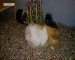 Meerschweinchen - nagerbu.de - Garfield, Krümel & Struppi