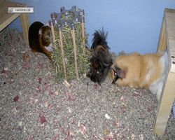 Meerschweinchen - nagerbu.de - Garfield, Krümel & Struppi