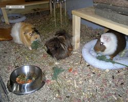 Meerschweinchen - nagerbu.de - Garfield, Krümel & Struppi