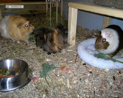 Meerschweinchen - nagerbu.de - Garfield, Krümel & Struppi