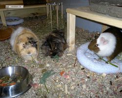 Meerschweinchen - nagerbu.de - Garfield, Krümel & Struppi