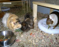 Meerschweinchen - nagerbu.de - Garfield, Krümel & Struppi