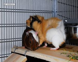 Meerschweinchen - nagerbu.de - Garfield & Struppi