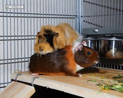 Meerschweinchen - nagerbu.de - Garfield & Struppi