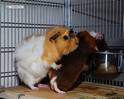 Meerschweinchen - nagerbu.de - Garfield & Struppi