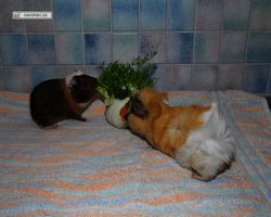 Meerschweinchen - nagerbu.de - Garfield & Struppi