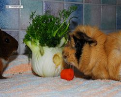 Meerschweinchen - nagerbu.de - Garfield & Struppi