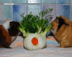 Meerschweinchen - nagerbu.de - Garfield & Struppi