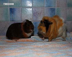 Meerschweinchen - nagerbu.de - Garfield & Struppi