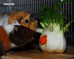 Meerschweinchen - nagerbu.de - Garfield & Struppi