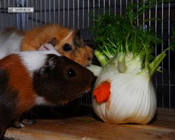 Meerschweinchen - nagerbu.de - Garfield & Struppi