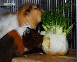 Meerschweinchen - nagerbu.de - Garfield & Struppi
