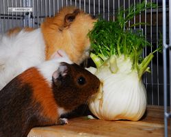 Meerschweinchen - nagerbu.de - Garfield & Struppi