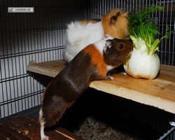 Meerschweinchen - nagerbu.de - Garfield & Struppi