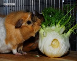 Meerschweinchen - nagerbu.de - Garfield & Struppi