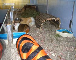Meerschweinchen - nagerbu.de - Garfield & Struppi