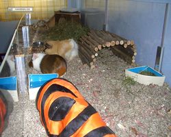 Meerschweinchen - nagerbu.de - Garfield & Struppi