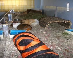 Meerschweinchen - nagerbu.de - Garfield & Struppi