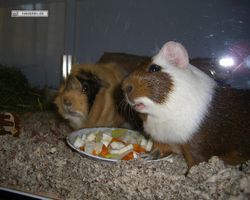Meerschweinchen - nagerbu.de - Garfield & Struppi