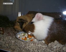 Meerschweinchen - nagerbu.de - Garfield & Struppi