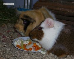 Meerschweinchen - nagerbu.de - Garfield & Struppi