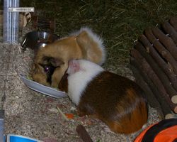 Meerschweinchen - nagerbu.de - Garfield & Struppi