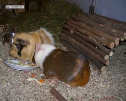 Meerschweinchen - nagerbu.de - Garfield & Struppi