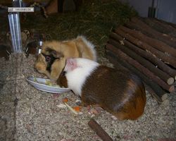 Meerschweinchen - nagerbu.de - Garfield & Struppi