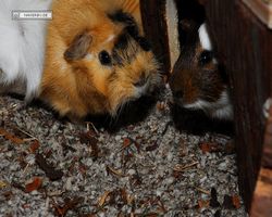 Meerschweinchen - nagerbu.de - Garfield & Struppi