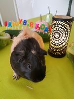 Meerschweinchen - Geburtstagsschweinchen