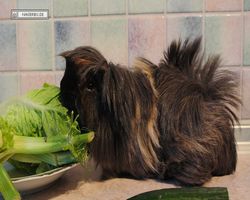 Meerschweinchen - nagerbu.de - Krümel